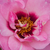 Roz - Trandafir pentru straturi Floribunda - Esther Queen of Persia